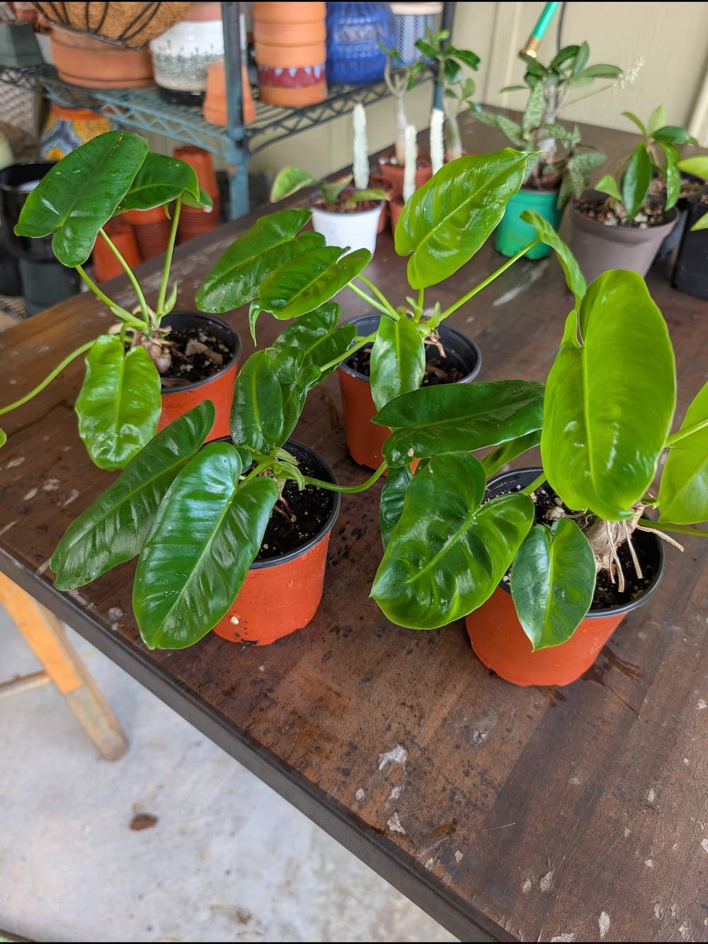 Philodendron 'Burle Marx' 4 Inch Pot Live Plant - Picture 2 of 4